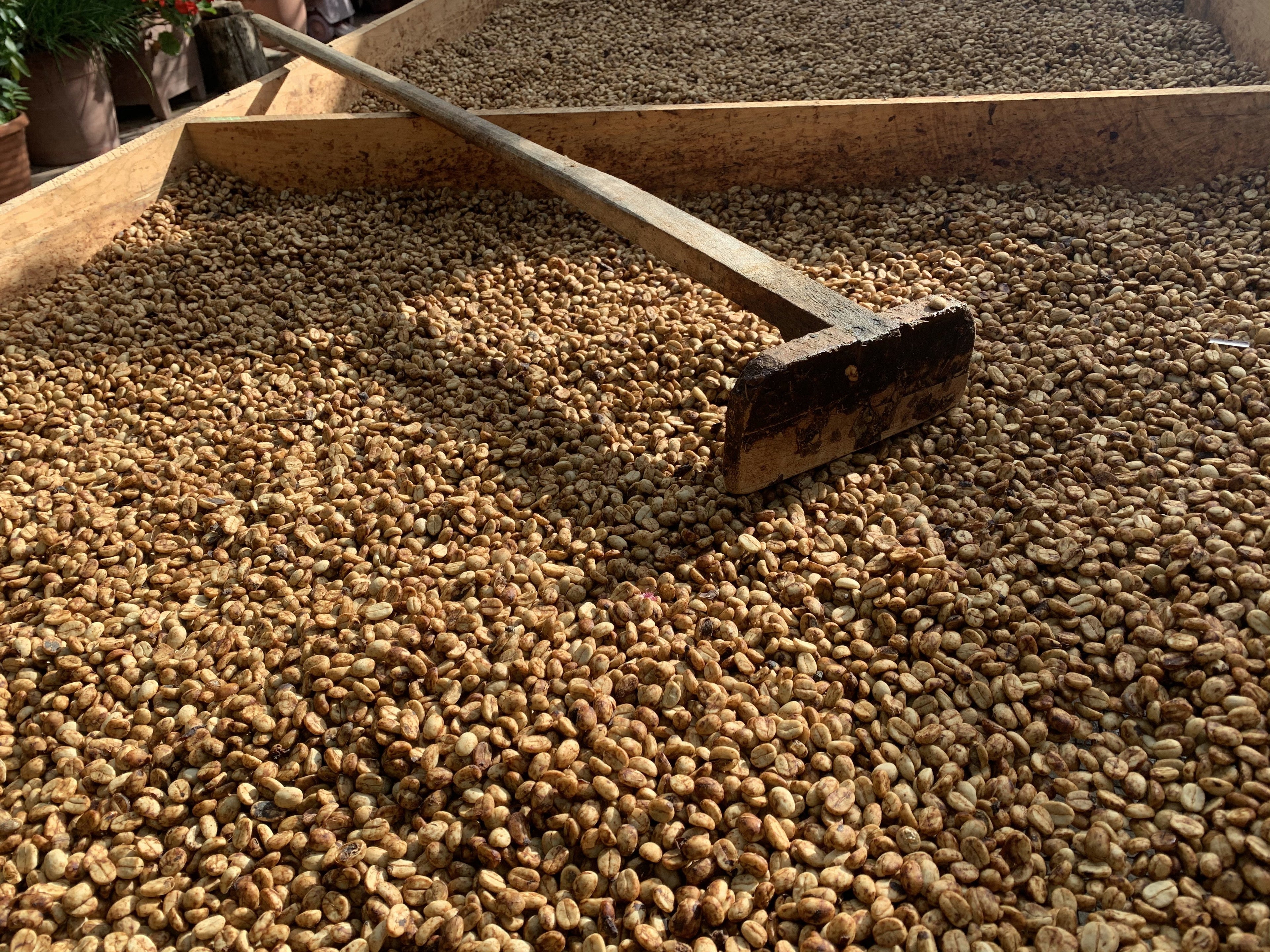 Et træredskab hviler på et stort tørreseng fyldt med kaffebønner, der tørrer i sollyset. Bønnerne er jævnt fordelt over træoverfladen.