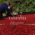 To personer inspicerer og sorterer vaskede Arabica-kaffebønner, der tørrer på højbede udendørs i Tanzania. Billedet viser teksten "No. 07 - Tanzania" og "EverBean" ved siden af et kaffebønnelogo.