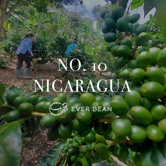 To personer plukker kaffekirsebær i en frodig grøn plantage. I forgrunden hænger umodne grønne bønner på grene. Tekst overlejrer billedet med "No. 10 · Nicaragua" af EverBean.