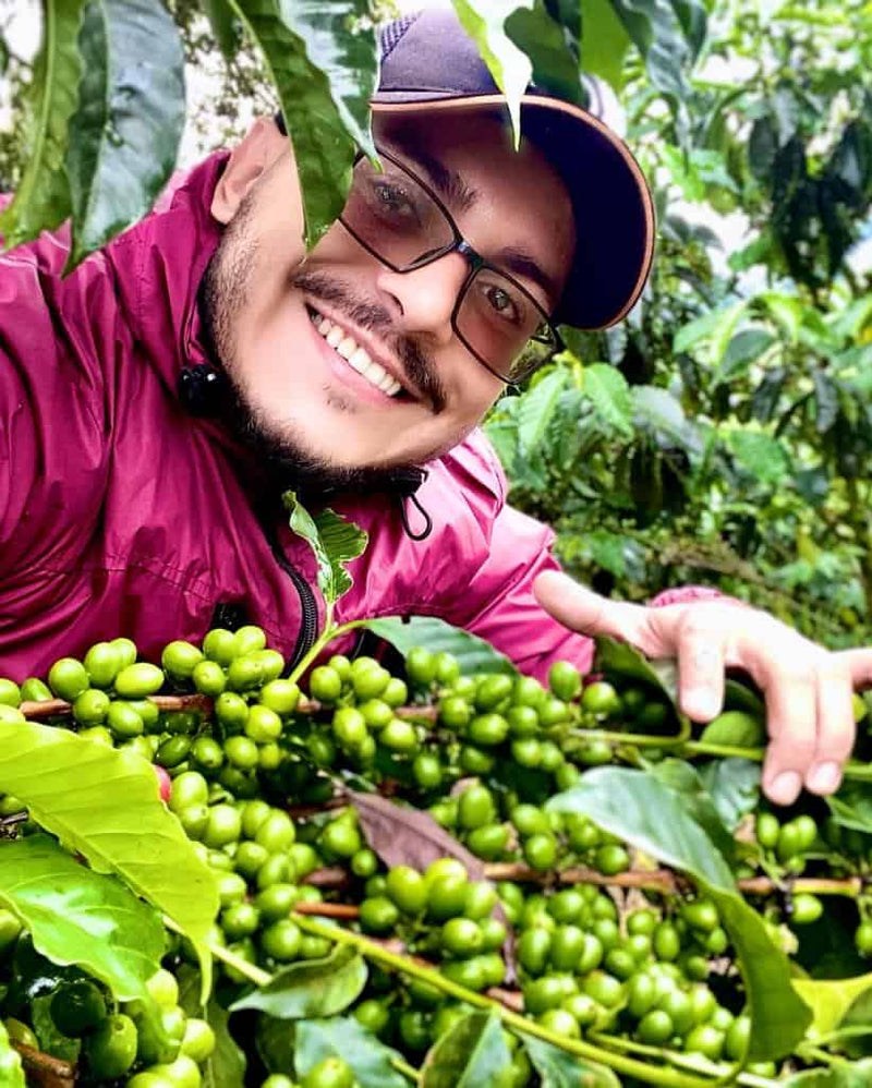En person med briller og en rødbrun jakke smiler, mens vedkommende står midt blandt kaffeplanter med klaser af umodne, grønne kaffebær. Frodige grønne blade omgiver vedkommende.
