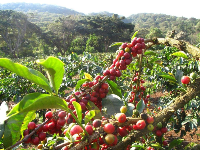 Et nærbillede af en gren på en kaffeplante med røde kaffebær og grønne blade, taget på en frodig, solbeskinnet plantage med træer og bakker i baggrunden.