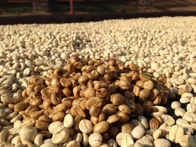Et nærbillede af kaffebønner, der tørrer i solen. I midten ses en bunke lysebrune bønner omgivet af et større område med blege, uristede bønner. Baggrunden er let sløret.